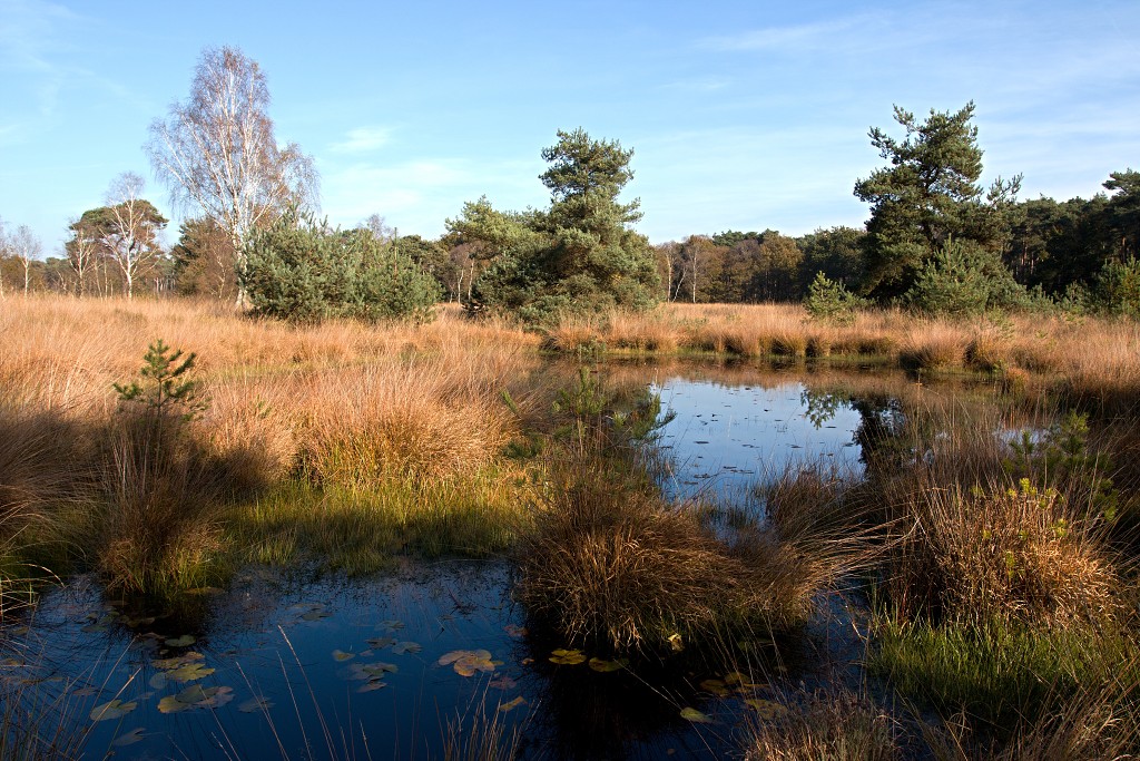 Oisterwijkse Bossen en Vennen Kampina natuurgebied natuur hdr oisterwijk Nationaal park Landschap Het Groene Woud hei heide bossen natuurmonumenten brabant